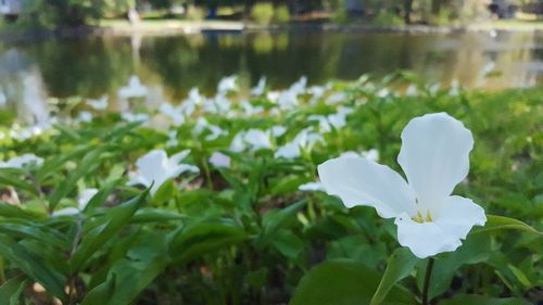 Close-up of white flowers blooming outdoors