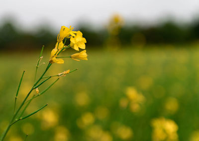 Close-up of yellow mustard plant on field