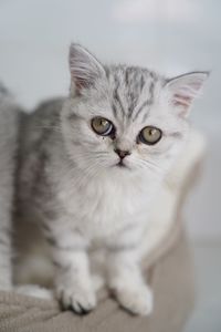 Close-up portrait of cat