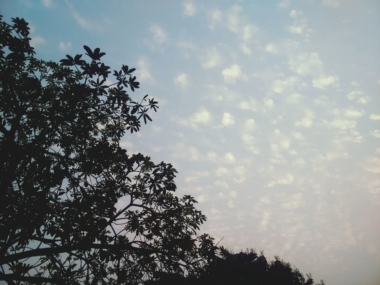 low angle view, tree, sky, cloud - sky, silhouette, cloudy, branch, nature, growth, tranquility, beauty in nature, cloud, scenics, high section, tranquil scene, outdoors, no people, treetop, day, idyllic