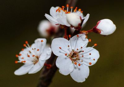 Close-up of white cherry blossom