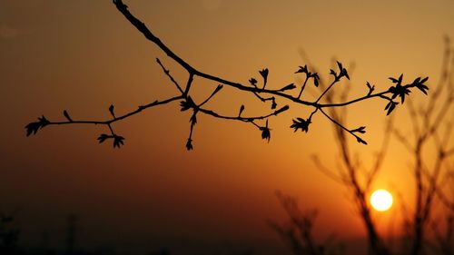 Bare trees against sky at sunset