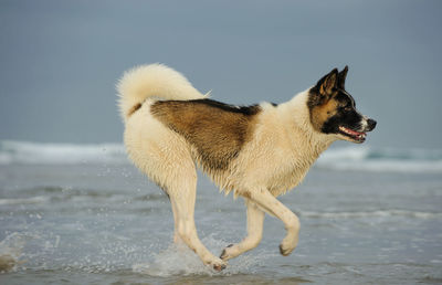 Side view of japanese akita running on shore at beach