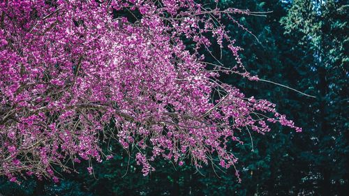 Pink cherry blossoms in spring