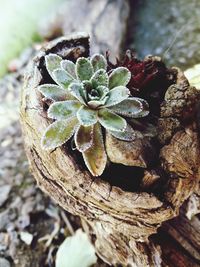 Close-up of plant