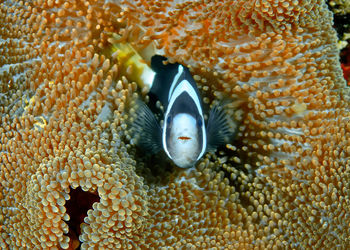 Close-up of turtle in sea