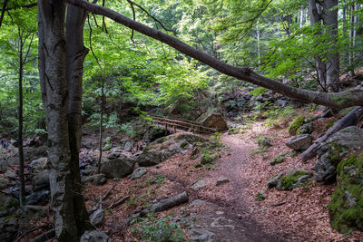 Trees growing in forest