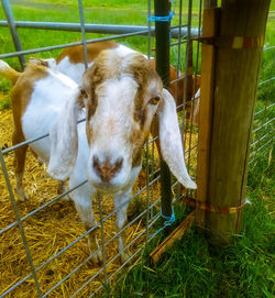 Cow in pen