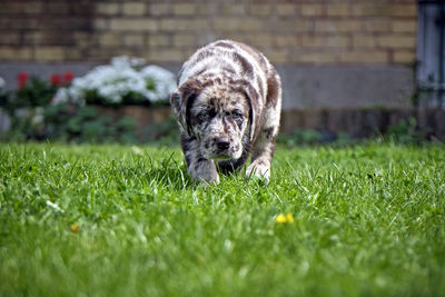 Portrait of dog on grass in yard