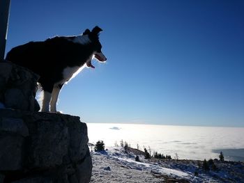 Horse standing on snow covered beach against sky