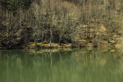 Scenic view of lake in forest