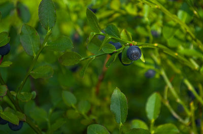 Close-up of insect on plant
