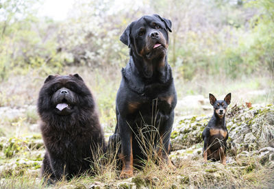 Portrait of two dogs