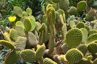 Cactus in fuerteventura, spain