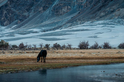 Horse standing in a lake