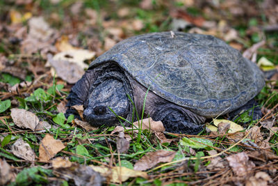 Close-up of turtle on field