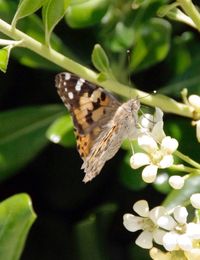 Close-up of insect on flower