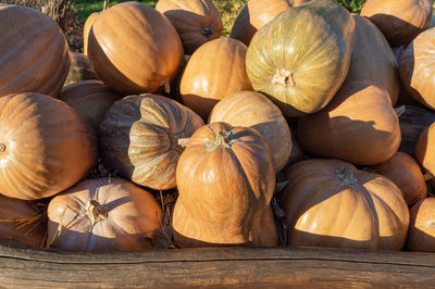 Pumpkins close up a lot as a background