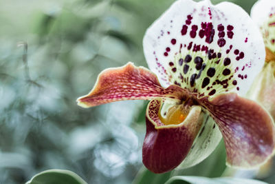 Close-up of flower