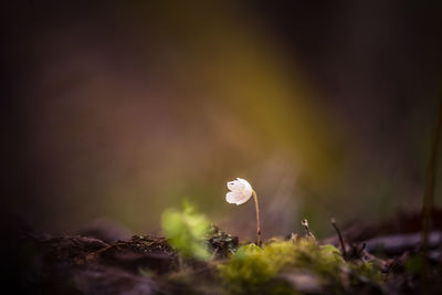 Beautiful white wood sorrel flowers blooming on a forest ground. shallow depth of field. 