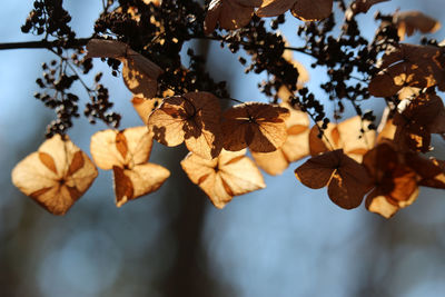 Close-up of autumn leaves on tree