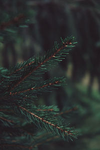 Close-up of pine tree