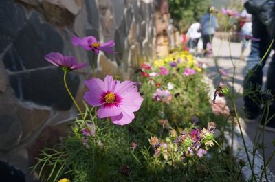 Close-up of pink cosmos flowers in garden