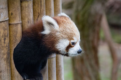 Close-up of a panda looking away