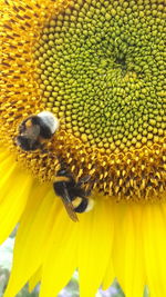 Close-up of bee pollinating on sunflower