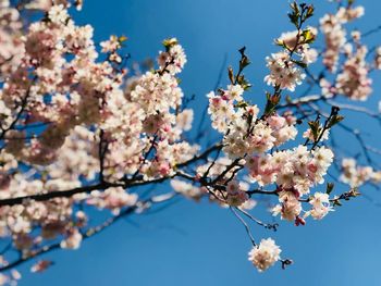 Low angle view of cherry blossoms against sky