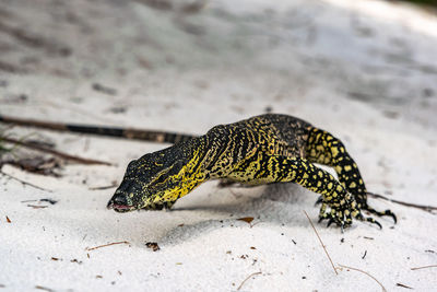 Close-up of a lace monitor aka tree goanna at lake mckenzie, fraser island, queensland, australia.