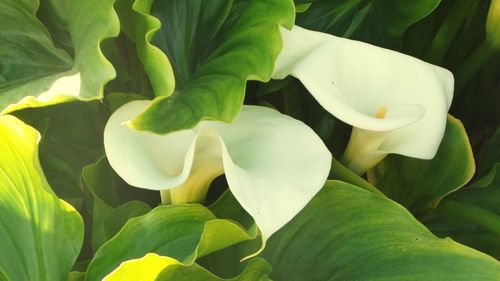 Close-up of white flowers