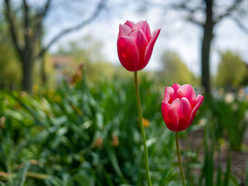 Close-up of pink tulips on field