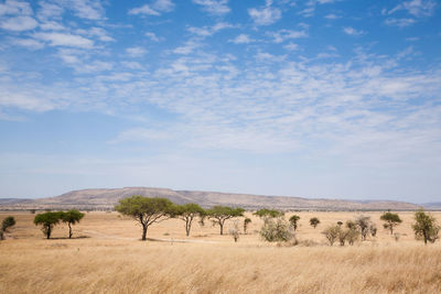 Trees on field against sky