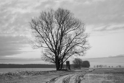 Bare tree on field against sky