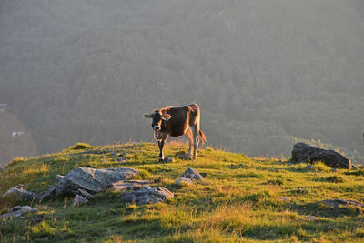 Calf on hill