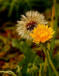 Close-up of yellow flower blooming outdoors