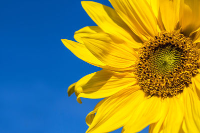 Close-up of sunflower