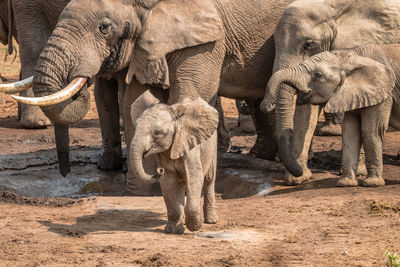 Elephant standing in a animal