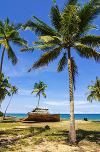 Palm trees on beach against sky