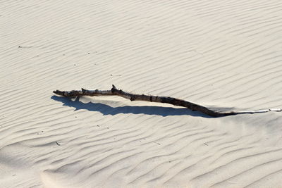 High angle view of driftwood on sand at beach