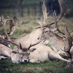 View of deer lying down