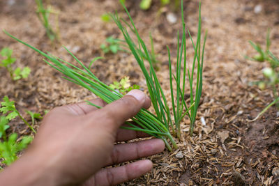 Cropped hand holding plant