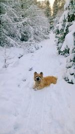 Close-up of dog in winter