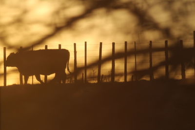 Silhouette cow against sky during sunset