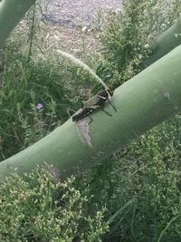 High angle view of insect on grass