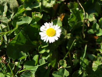 Close-up of white flowering plant