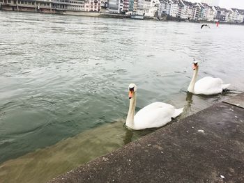 High angle view of swans swimming in lake