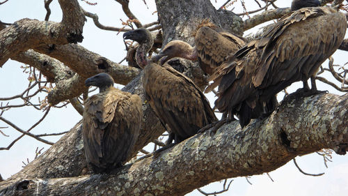 Low angle view of vultures perching on bare tree