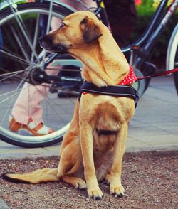 Close-up of a dog looking away